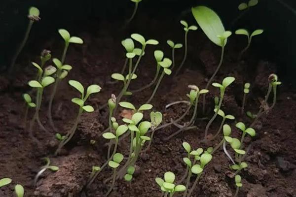 花卉种子的种植方法，播种前用冷水或温水浸种