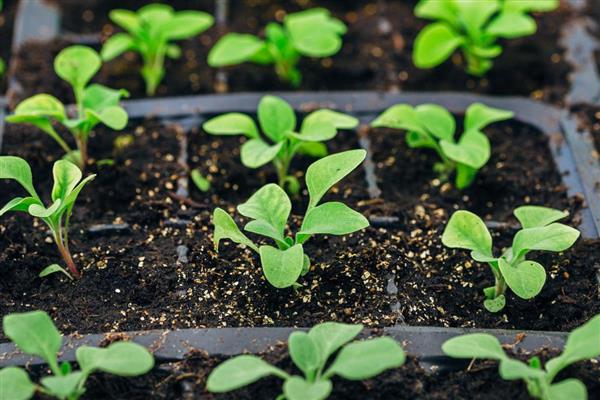 花卉种子的种植方法，播种前用冷水或温水浸种