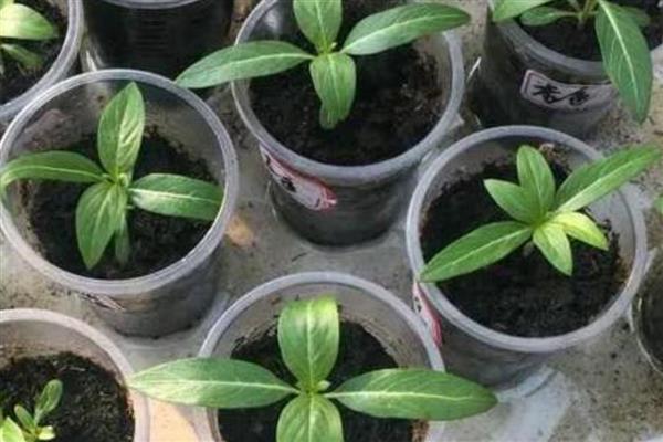 花卉种子的种植方法，播种前用冷水或温水浸种