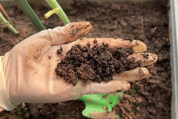 香蕉的种植管理技术，幼苗长到6-7片真叶时可移栽