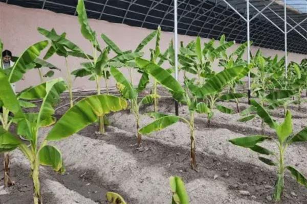 香蕉的种植管理技术，幼苗长到6-7片真叶时可移栽