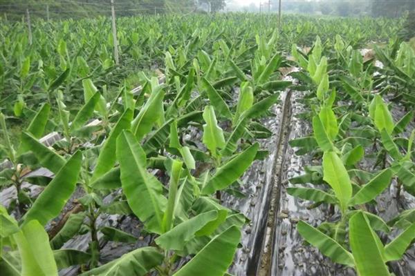 香蕉的种植管理技术，幼苗长到6-7片真叶时可移栽