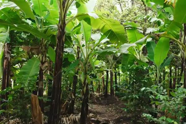 香蕉的种植管理技术，幼苗长到6-7片真叶时可移栽