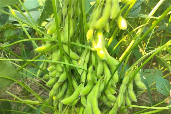长农26大豆简介，适播期为4月底至5月初