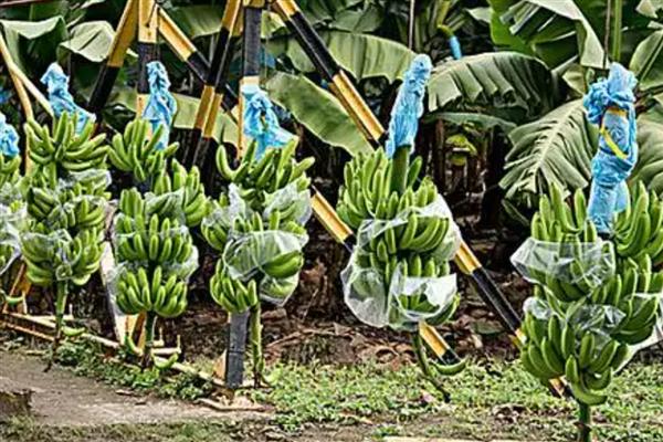 香蕉的种植管理技术，幼苗长到6-7片真叶时可移栽