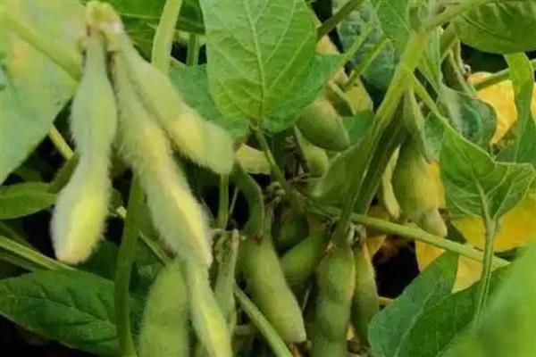 长农26大豆简介，适播期为4月底至5月初