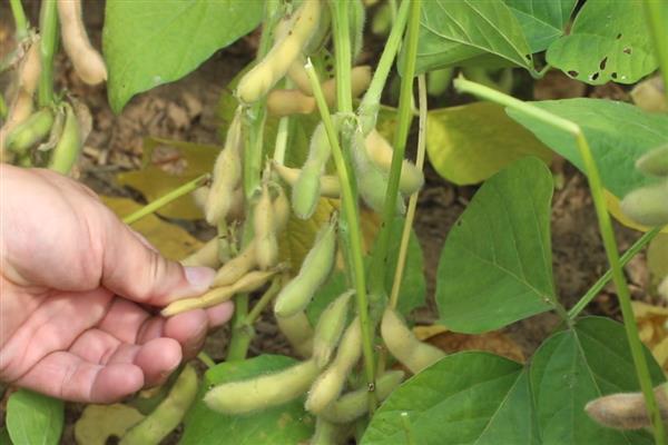 长农26大豆简介，适播期为4月底至5月初