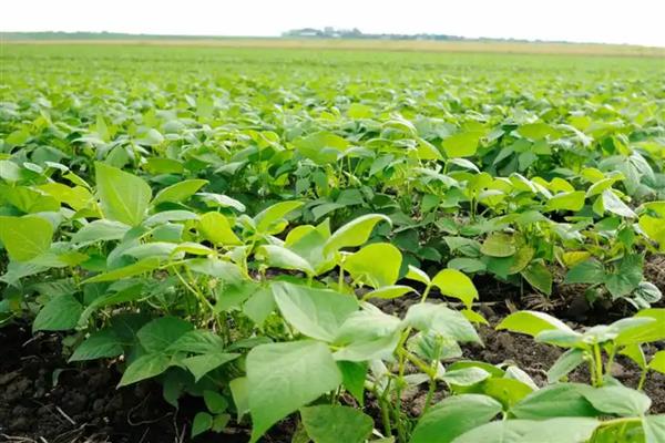长农26大豆简介，适播期为4月底至5月初