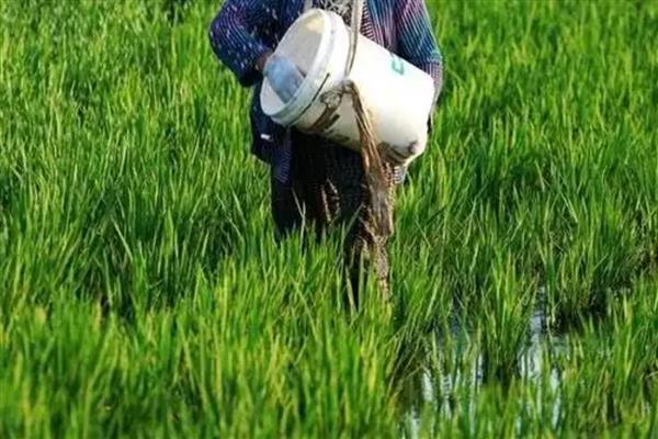 尿素是什么类型的肥料，属于氮肥的一种