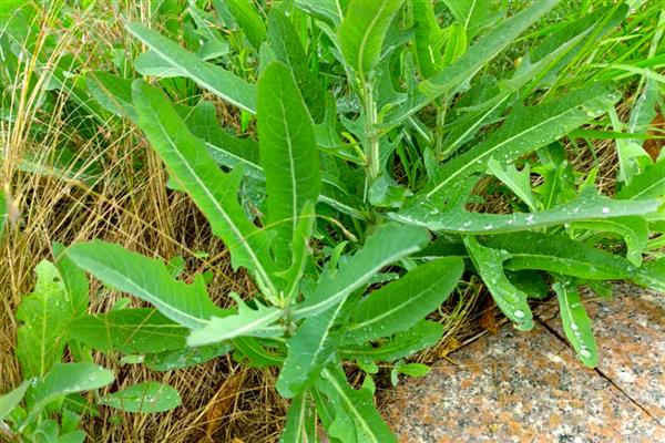 哪些植物与蒲公英相似，常见苦苣菜、黄鹌菜等品种