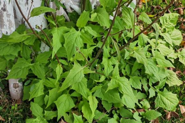 哪些植物与蒲公英相似，常见苦苣菜、黄鹌菜等品种