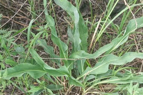 哪些植物与蒲公英相似，常见苦苣菜、黄鹌菜等品种