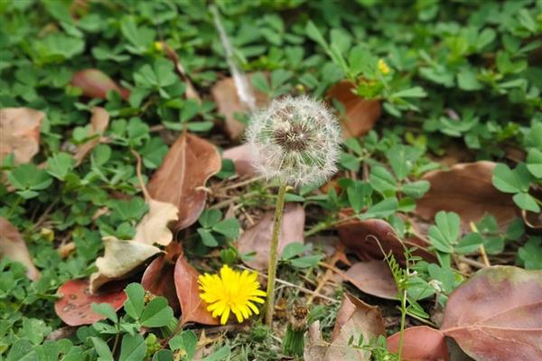 哪些植物与蒲公英相似，常见苦苣菜、黄鹌菜等品种