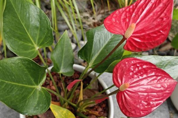 花烛的寓意，寓意大展宏图、一帆风顺等