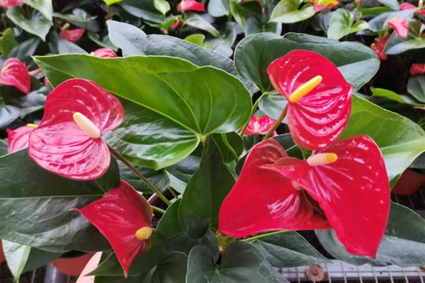 花烛的寓意，寓意大展宏图、一帆风顺等