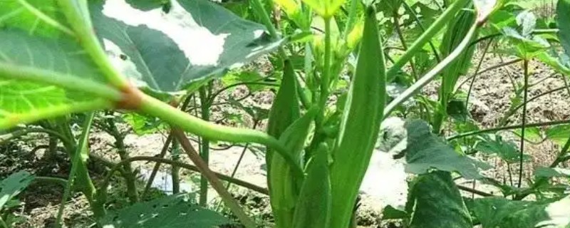 秋葵如何催芽，放入有水的容器浸泡一天左右即可