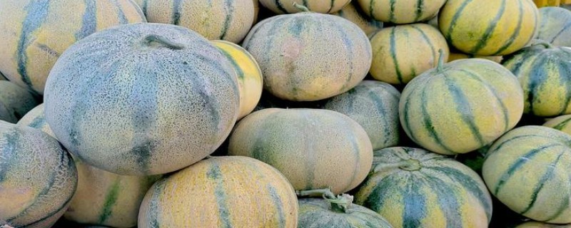 新疆喀什地区的特色水果，有伽师瓜、喀什甜瓜等
