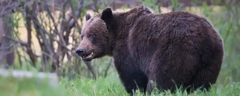 棕熊和狗熊的区别是什么,种属和体型均不同