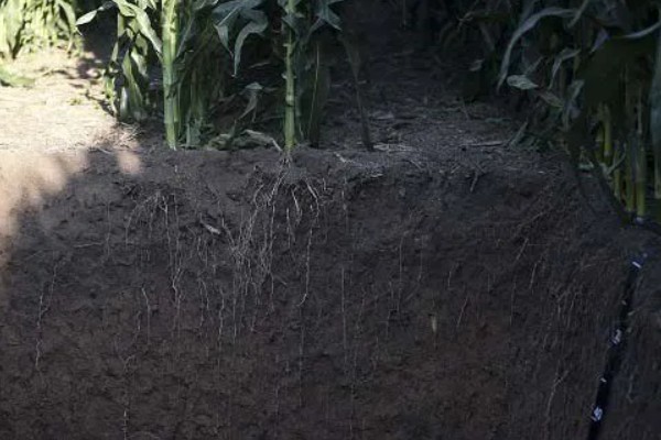 土壤毛管孔隙是什么，指的是具有毛管作用的孔隙