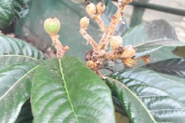 枇杷的生长过程是怎样的，谢花后幼果基本会处于停滞状态