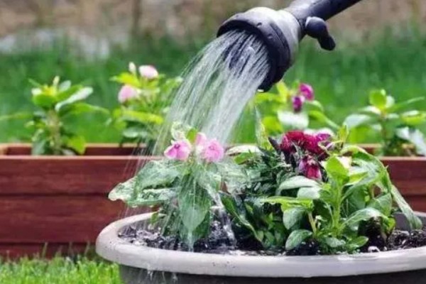 雨水和自来水浇花有什么不同，雨水的营养更有助于花卉的生长