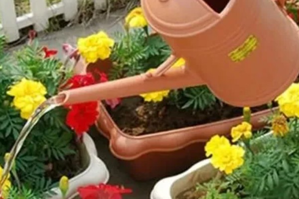 雨水和自来水浇花有什么不同，雨水的营养更有助于花卉的生长