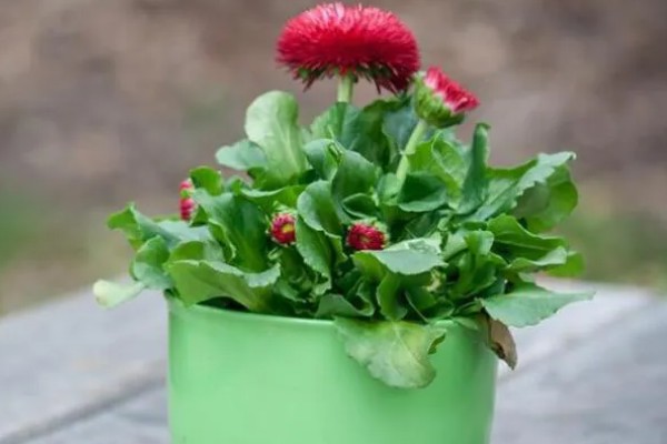 雨水和自来水浇花有什么不同，雨水的营养更有助于花卉的生长