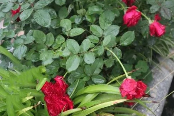 雨水和自来水浇花有什么不同，雨水的营养更有助于花卉的生长