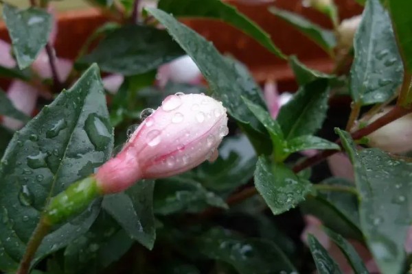 雨水和自来水浇花有什么不同，雨水的营养更有助于花卉的生长