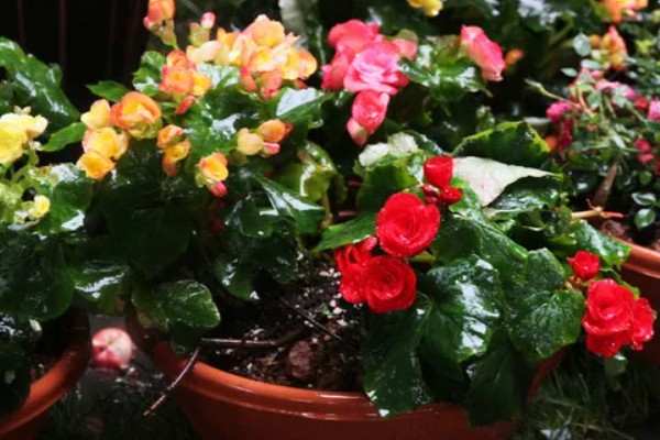 雨水和自来水浇花有什么不同，雨水的营养更有助于花卉的生长