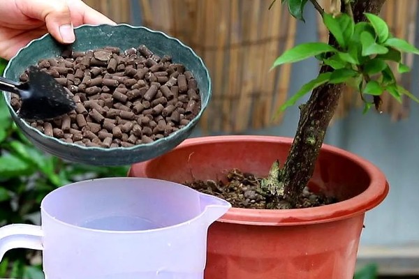 雨水和自来水浇花有什么不同，雨水的营养更有助于花卉的生长