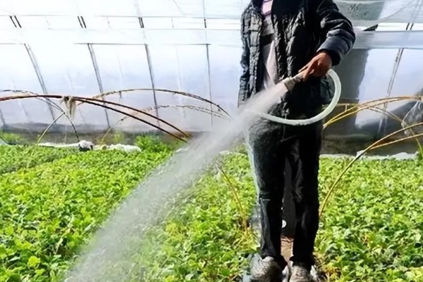 冬季蔬菜整枝打杈的方法，防止阴天整枝打杈