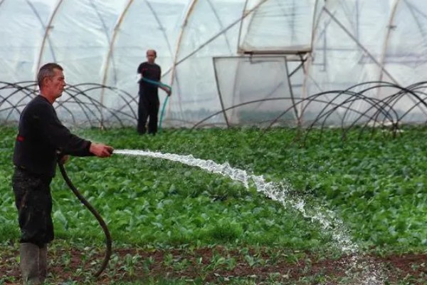 冬季蔬菜整枝打杈的方法，防止阴天整枝打杈