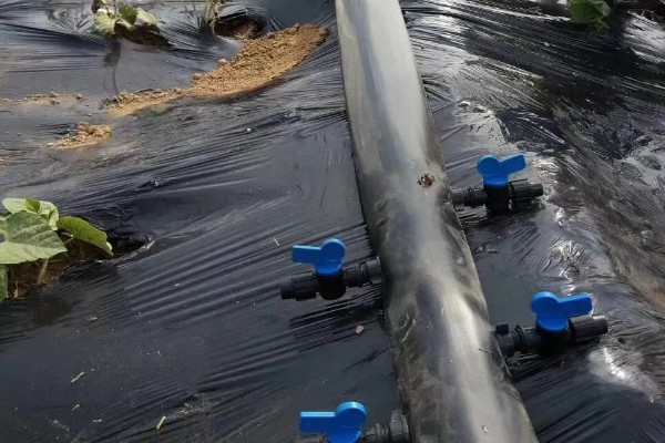 冬季蔬菜整枝打杈的方法，防止阴天整枝打杈