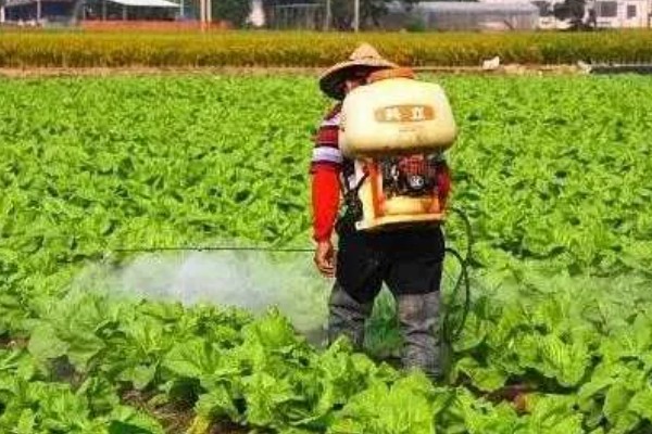 冬季蔬菜整枝打杈的方法，防止阴天整枝打杈