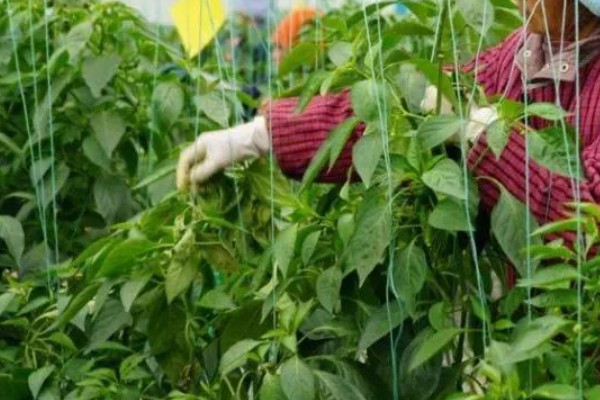 冬季蔬菜整枝打杈的方法，防止阴天整枝打杈