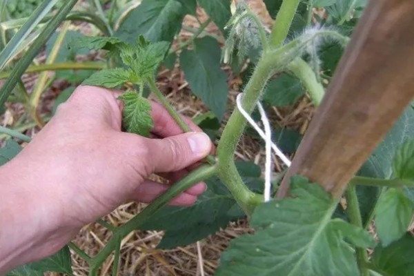 冬季蔬菜整枝打杈的方法，防止阴天整枝打杈