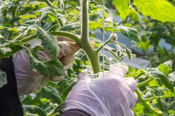 冬季蔬菜整枝打杈的方法，防止阴天整枝打杈