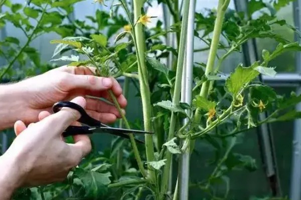 冬季蔬菜整枝打杈的方法，防止阴天整枝打杈