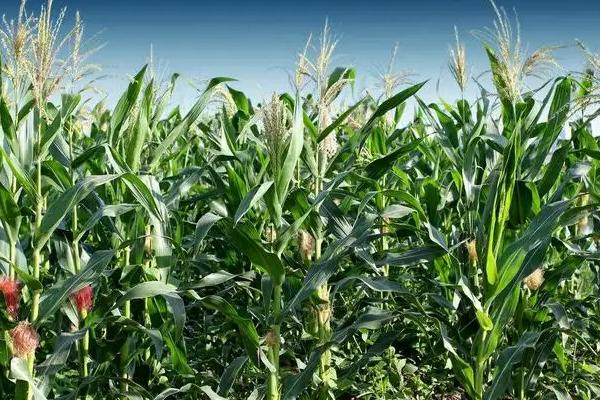 桂单925玉米种子特征特性,特别注意防治大斑病和纹枯病