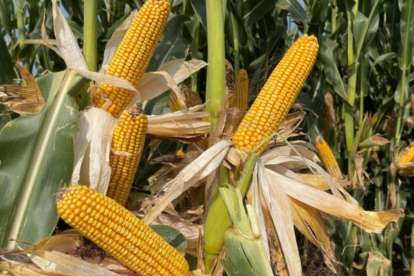 青青1号玉米种子简介，全生育期叶片数21片