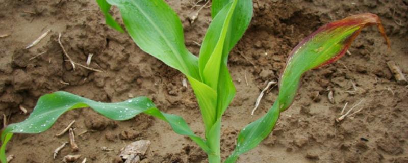 青青1号玉米种子简介，全生育期叶片数21片