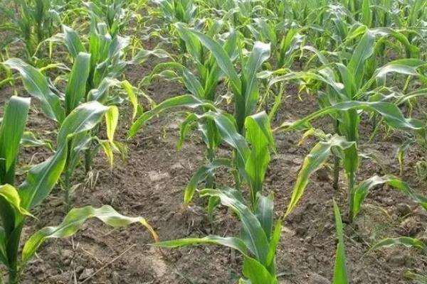 先凯219玉米种子介绍，全生育期叶片数20.8