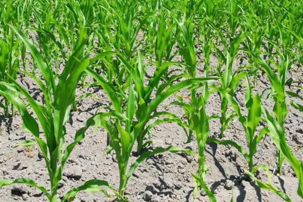 桂单925玉米种子特征特性,特别注意防治大斑病和纹枯病