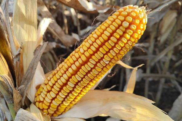 桂青贮243玉米种子特点，中抗（MR）南方锈病