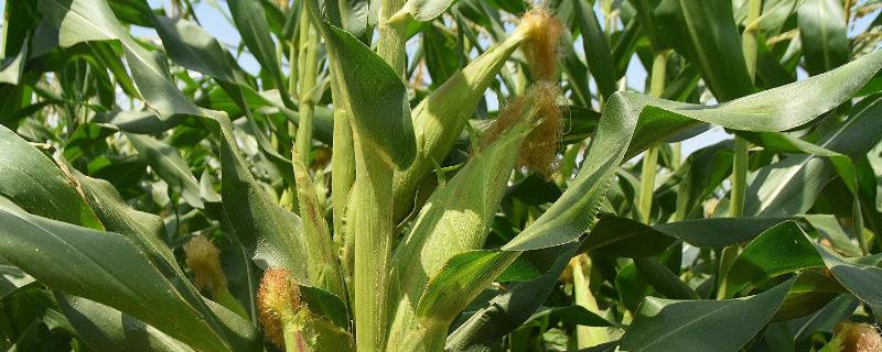 鼎白糯5号玉米品种的特性