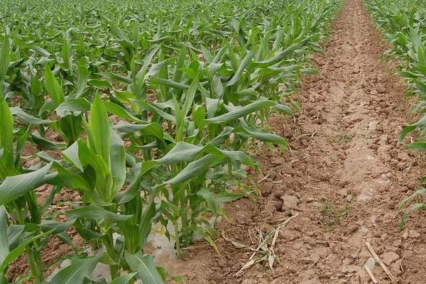 丰源糯1号玉米种子简介，注意防涝抗旱及病虫防治