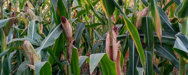 时代甜8号玉米品种简介，该品种株型平展