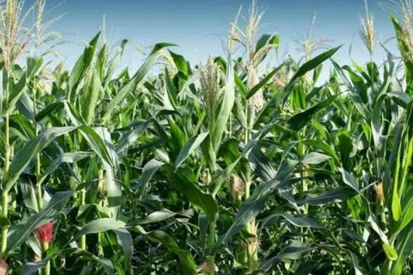 桂糯962玉米种子简介，选择土壤肥力中等以上