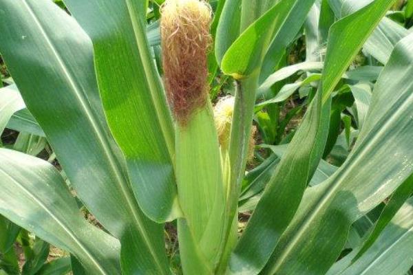 天成紫267玉米种子特征特性